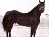 Deckhengst Sonny Champ (Quarter Horse, 1959, von Poco Champ)