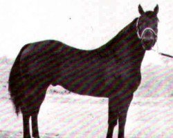 Deckhengst Sonny Champ (Quarter Horse, 1959, von Poco Champ)