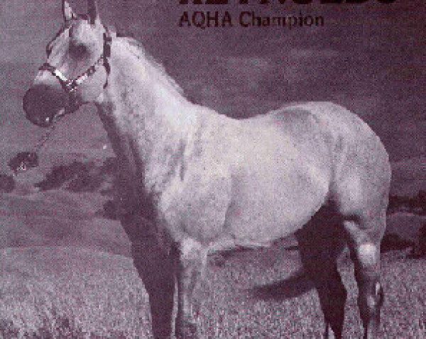 Pferd Dude Reynolds (Quarter Horse, 1970, von Sonny Reynolds)