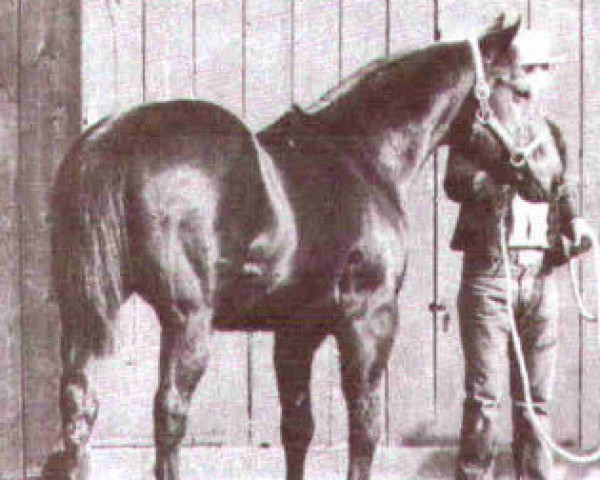 Deckhengst Nowata Star (Quarter Horse, 1940, von Oklahoma Star)