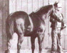 stallion Nowata Star (Quarter Horse, 1940, from Oklahoma Star)