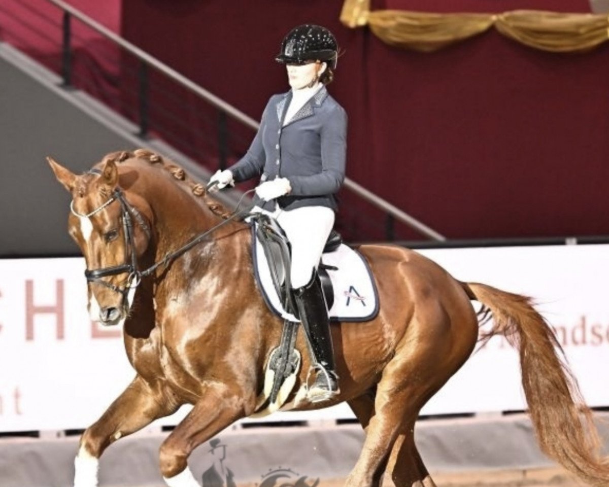 stallion Social Media FH (Austrian Warmblood, 2020, from Secret)