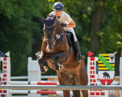 Springpferd Carleo H (Deutsches Sportpferd, 2016, von Carleyle)