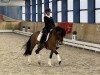 dressage horse Steendieks Larosa (German Riding Pony, 2018, from Steendieks Morgensterns Dalai)