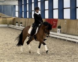 dressage horse Steendieks Larosa (German Riding Pony, 2018, from Steendieks Morgensterns Dalai)