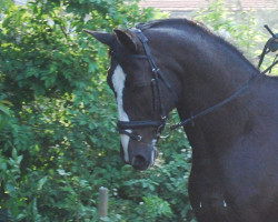 dressage horse Rubin S 3 (Oldenburg, 1991, from Rubinstein I)