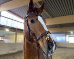 dressage horse First Sir of Romance (Hanoverian, 2018, from Fürst Romancier)