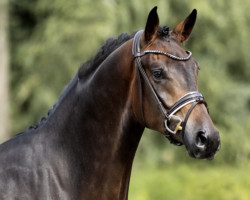 dressage horse Zacky Star (Oldenburg, 2020, from Blue Hors Zackerey)