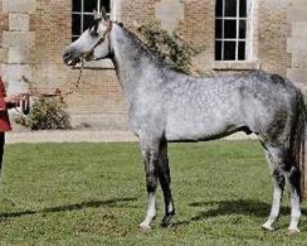 stallion Sihawan ox (Arabian thoroughbred, 1991, from Dormane 1984 ox)