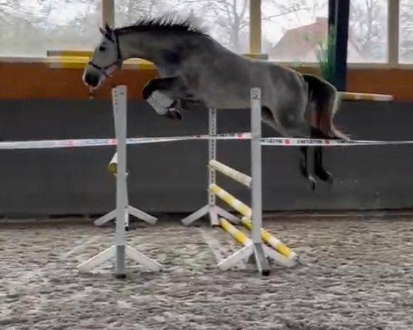 horse Dragon de Ravel (Polish Warmblood, 2019, from Bolero de Ravel)