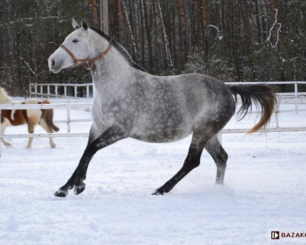 Zuchtstute Dakota (Polnisches Warmblut, 2006, von Marago)