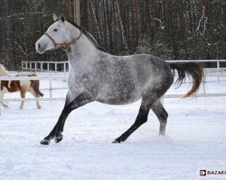 Zuchtstute Dakota (Polnisches Warmblut, 2006, von Marago)