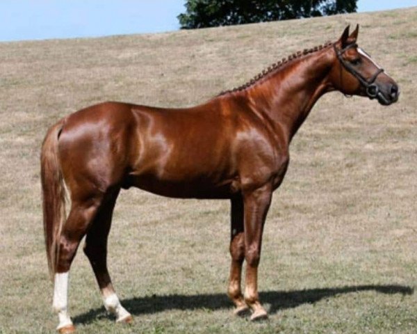 stallion Blitz und Donner (Trakehner, 2002, from Lehndorff's)