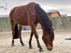 dressage horse D‘amour pour l‘amour (German Riding Pony, 2019, from D-Power AT)