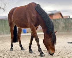 Dressurpferd D‘amour pour l‘amour (Deutsches Reitpony, 2019, von D-Power AT)