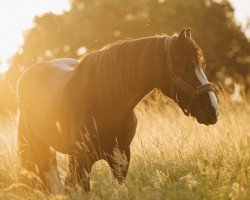 horse Radiant Ruby (Shire, 2020)