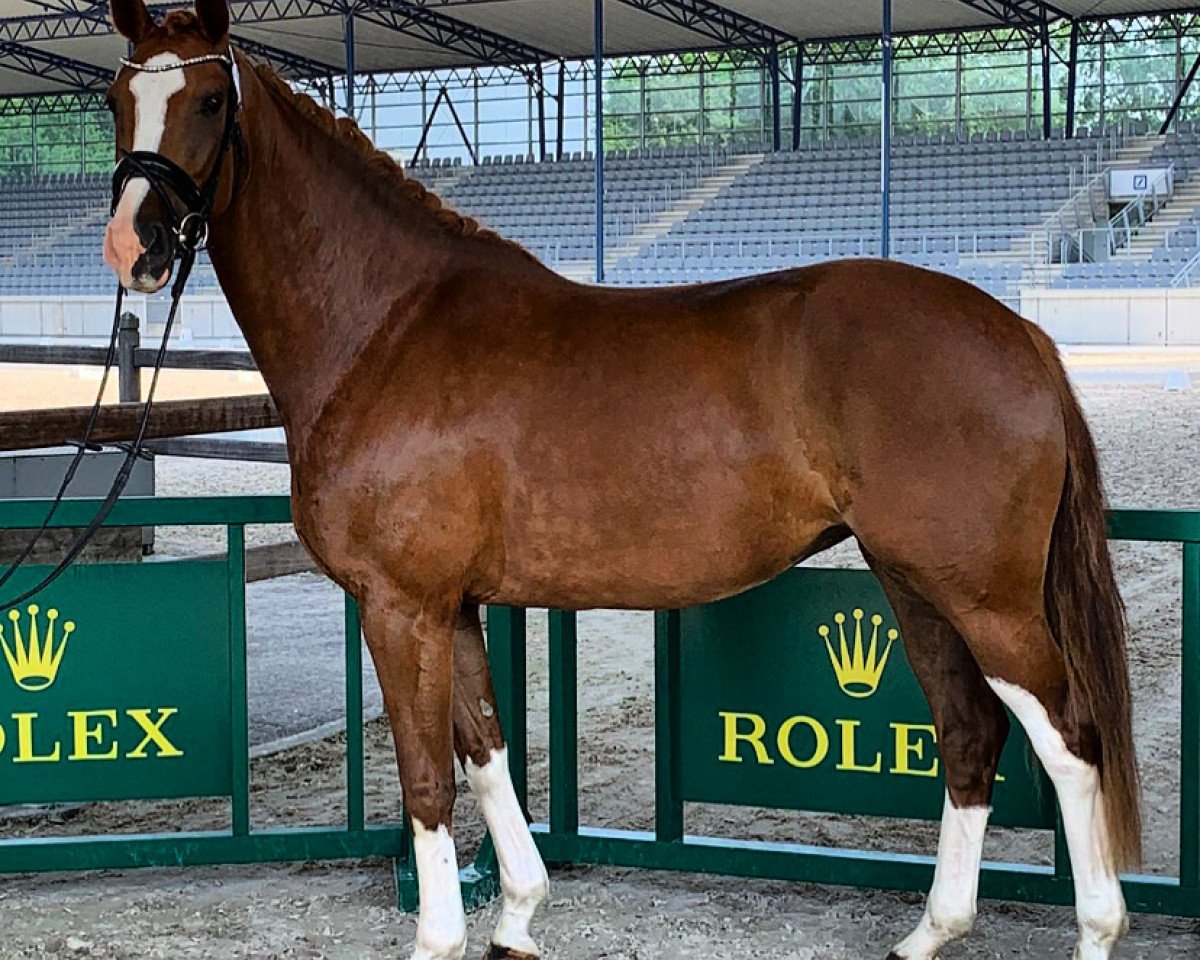 broodmare Deja Vue (Hanoverian, 2017, from Dankeschön)