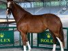 dressage horse Deja Vue (Hanoverian, 2017, from Dankeschön)