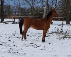 dressage horse FH Cockneys Crack (German Riding Pony, 2015, from Kastanienhof Cockney Cracker)