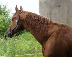 stallion Hermelin (Hanoverian, 1989, from Hitchcock)