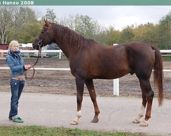 stallion Hot Shot (Hanoverian, 1998, from Hermelin)