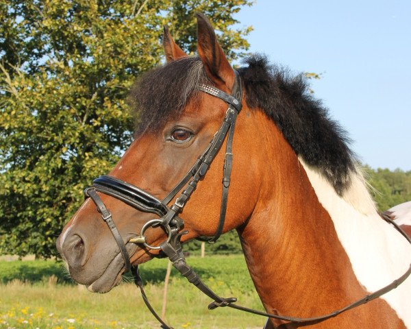 dressage horse Quinny (Lewitzer, 2005)