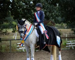 dressage horse Gronborg's Cassius Clay (Anglo-Araber, 2006, from Zendro)