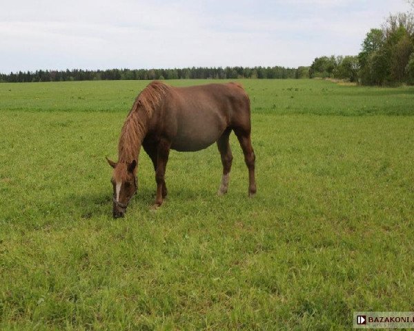 broodmare Hote (Tinker-Mix / Pinto Tinker / Crossbreed, 2003, from Hot Shot)