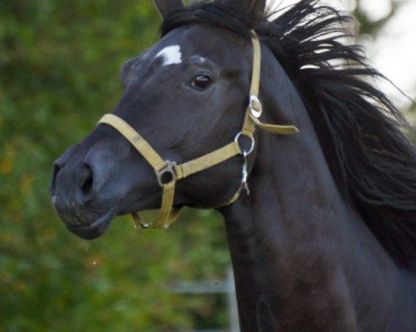 stallion Escalero (Russian Trakehner, 2004, from Heops)