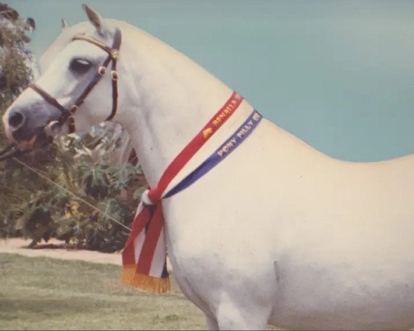 Zuchtstute Pendock Penlas (Welsh Pony (Sek.B),  , von Springbourne Blueberry)