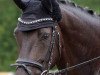 dressage horse Safira Gold (Westphalian, 2014, from Serafino 32)