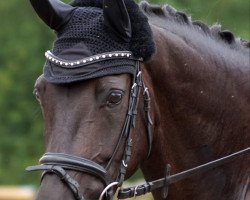 dressage horse Safira Gold (Westphalian, 2014, from Serafino 32)