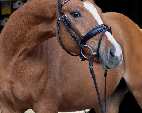 dressage horse Stute von Danny Gold / Weltmeyer (Westphalian, 2020, from Danny Gold)