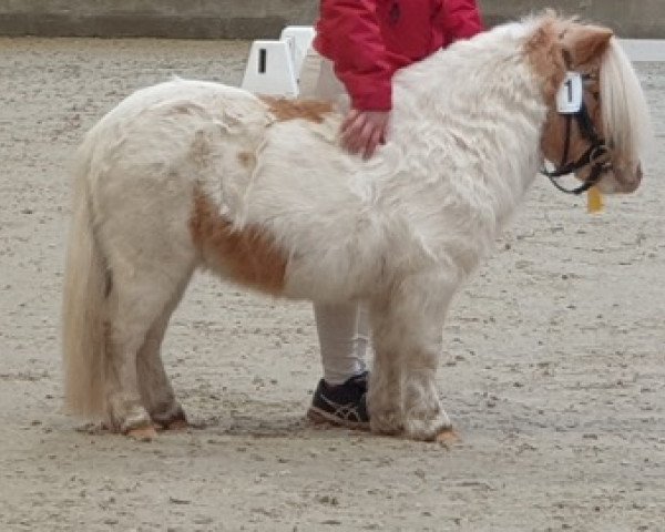 Pferd Niederbroks Herzbube (Shetland Pony (unter 87 cm), 2020, von Hummer van Stal Polderzicht)