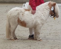 Pferd Niederbroks Herzbube (Shetland Pony (unter 87 cm), 2020, von Hummer van Stal Polderzicht)