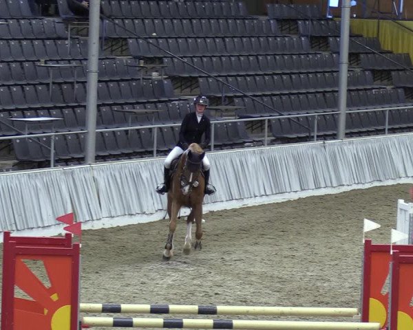 Reitturnier Verden 2024