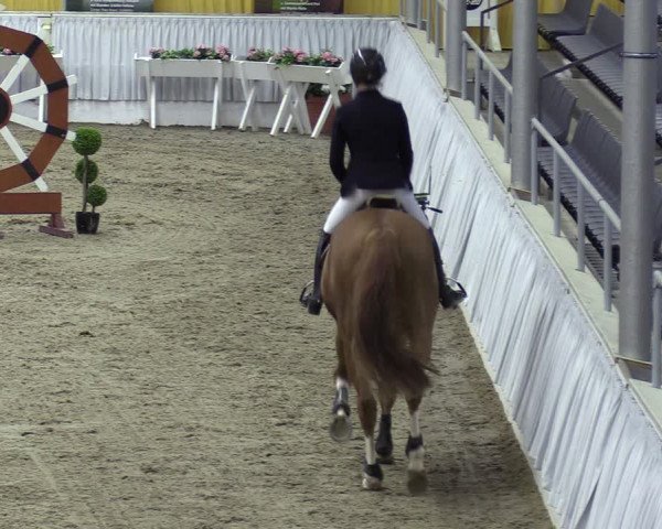 Reitturnier Verden 2024