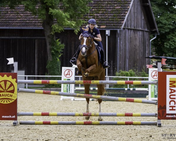 Springpferd Jazz 6 (Österreichisches Warmblut, 2010, von Monte Bellini)