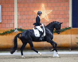 dressage horse Emiliano 11 (Oldenburg, 2019, from Everdale)