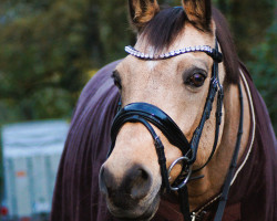 Dressurpferd Riverdancer Golden (Deutsches Reitpony, 2005, von Stukhuster Ricardo Go For Gold)