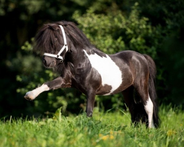 Deckhengst Krummhörn‘s Vitali (Shetland Pony (unter 87 cm), 2011, von Very Dynamic van de Buxushof)