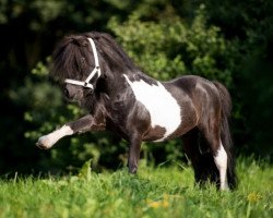 stallion Krummhörn‘s Vitali (Shetland pony (under 87 cm), 2011, from Very Dynamic van de Buxushof)