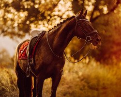 dressage horse Man in Black 13 (German Sport Horse, 2013, from E.H. Millennium)