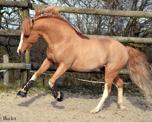 stallion Ulk d'Ete (French Pony, 2008, from Heartbreaker)