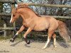 stallion Ulk d'Ete (French Pony, 2008, from Heartbreaker)