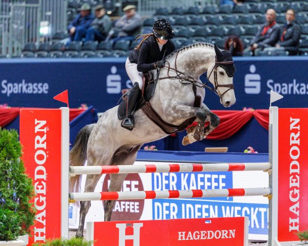 jumper San Salvador R (German Sport Horse, 2016, from Shalom D'Altenbach)