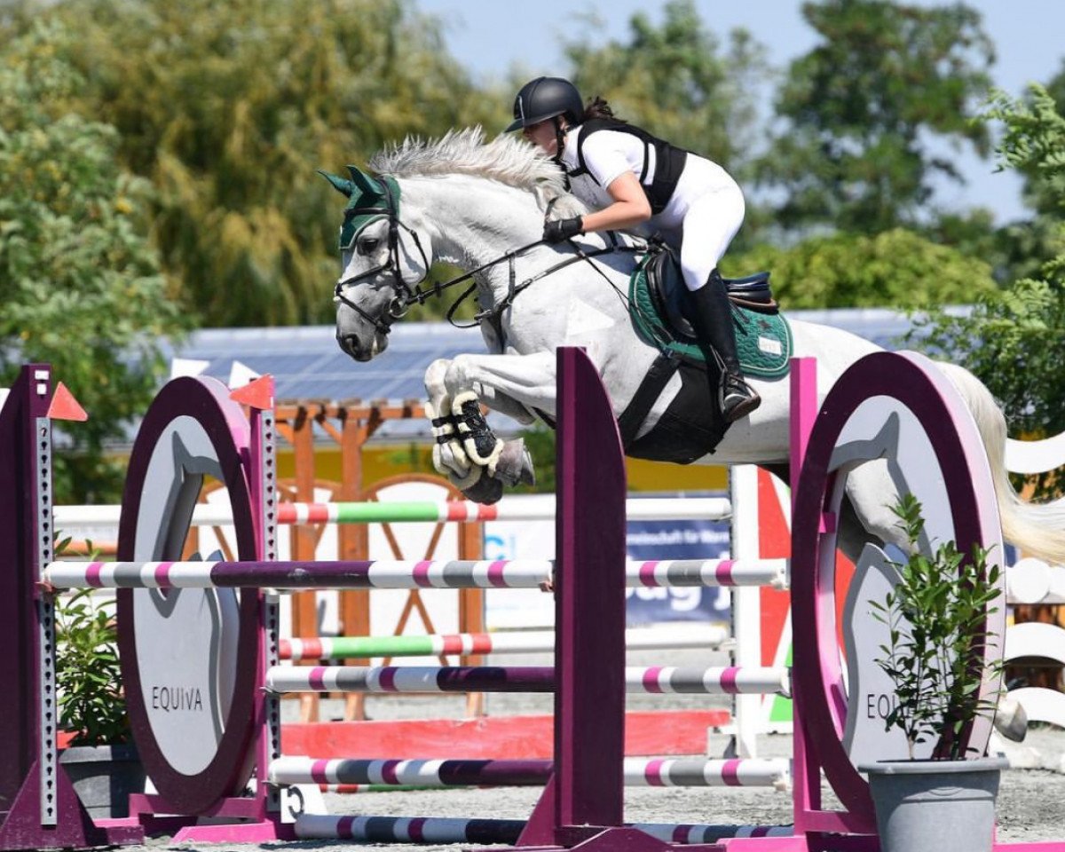 jumper Vanille H (Austrian Warmblood, 2014)
