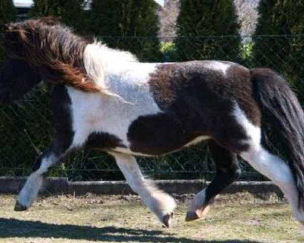 Zuchtstute Sina vom Köppel (Shetland Pony,  , von Starlet)