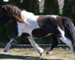 Zuchtstute Sina vom Köppel (Shetland Pony,  , von Starlet)