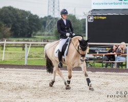 dressage horse Kosmo (Fjord Horse, 2011, from Kenrick)